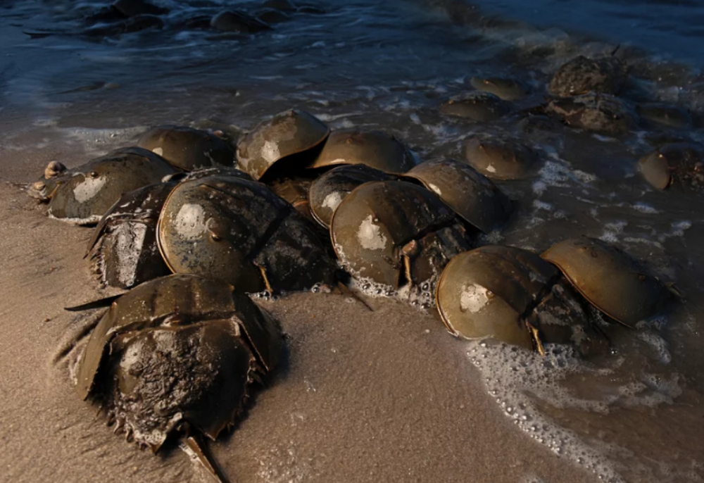 horseshoe-crabs-blue-blood-a-lifeline-for-medicine-and-critical-sustenance-for-a-declining-bird-species