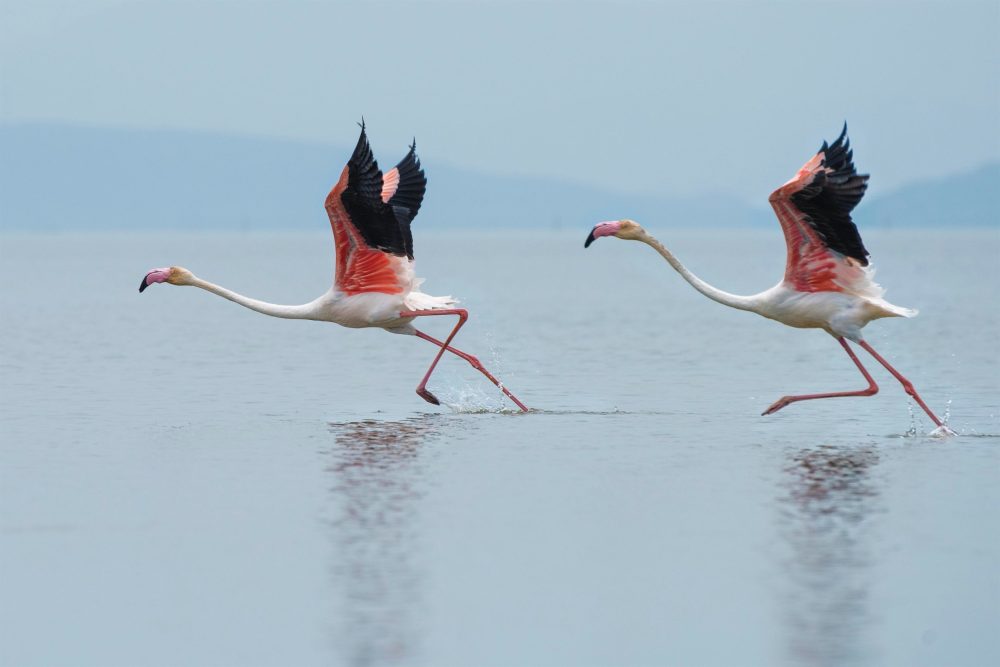 feathered-visitors-flamingos-grace-the-east-coast-post-idalia