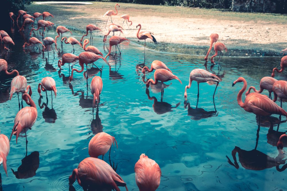 feathered-visitors-flamingos-grace-the-east-coast-post-idalia